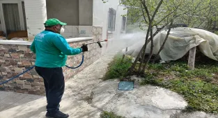 Samsun'da kahverengi kokarcayla mücadele sürüyor