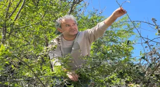 Antalya'da dağlardan toplanan yabani kuşkonmaz gelir kaynağı oldu