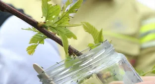 Aydın'da kestane gal arısıyla biyolojik mücadeleye başlandı