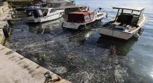 Beykoz sahilinde deniz yüzeyinde müsilaj görüldü