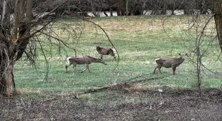 Giresun'da sürü halindeki kızıl geyikler görüntülendi