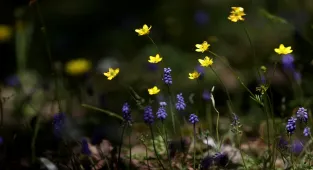 İlkbaharla uyanan doğa Yıldız Dağları’nı renklendirdi