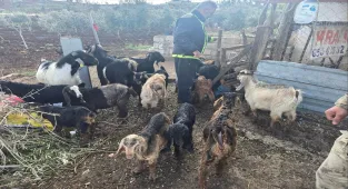 Kilis'te kaybolan küçükbaş hayvanlar jandarma tarafından bulundu