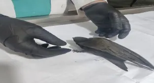 Kırşehir'de vatandaşların bulduğu ebabil kuşu ve kumru tedaviye alındı