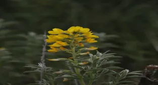 Afyonkarahisar'da koparılmasının cezası 557 bin 212 lira olan 