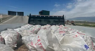 Ağrı'da 2 ton inci kefali ele geçirildi