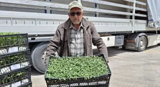 Ankara Büyükşehir Belediyesinden çiftçiye fide desteği