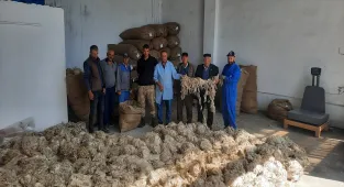 Beypazarı'nda Ankara keçisi tiftik alımı başladı