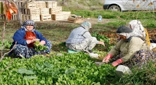 Beypazarı'nda tarım işçilerinin yevmiye ücreti belirlendi