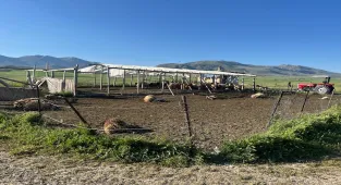 Burdur'da kurtların saldırdığı koyunlardan 12'si telef oldu, 20'si yaralandı