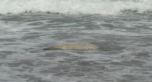 Datça'da sahilde ölü caretta caretta bulundu