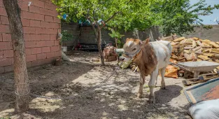 Diyarbakır'da 3 aylıkken ahırdan kaçan buzağı 9 ay sonra bulundu