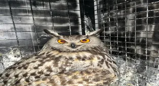 Erzurum'da yaralı bulunan puhu tedaviye alındı