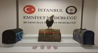 İstanbul'da horoz dövüştüren 21 kişiye 194 bin 187 lira ceza uygulandı