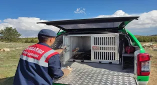 Karaman'da yaralı bulunan leylek koruma altına alındı