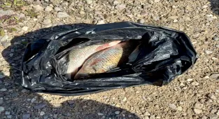 Kırşehir'de kaçak balık avlayanlara idari işlem yapıldı