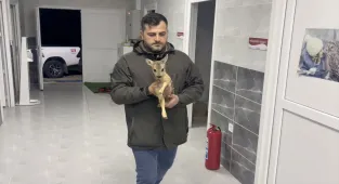 Sinop’ta doğada annesiz ve bitkin bulunan yavru karaca koruma altına alındı