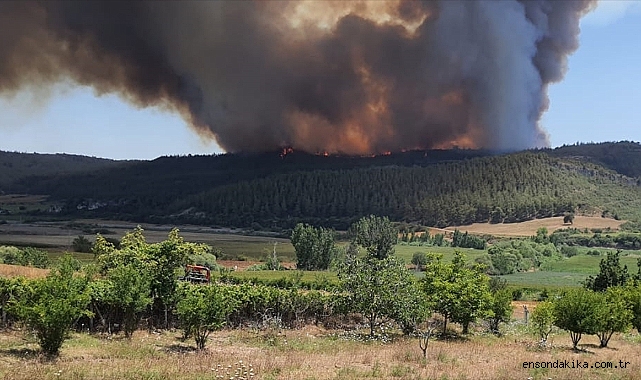Adana'da çıkan orman yangınına müdahale ediliyor