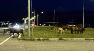 Ardahan'da yiyecek bulmak için kara yoluna inen yılkı atları ulaşımı aksattı