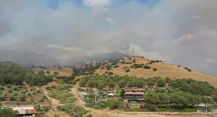 Aydın'da ziraat alanı ve makilikteki yangına müdahale ediliyor