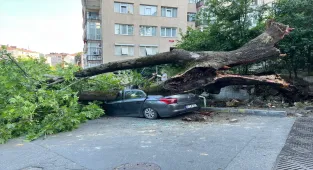 Beşiktaş'ta devrilen ağaç 3 araca hasar verdi