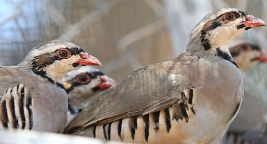 Flaş Haber! Keneyle mücadele için keklik ve sülünlerin avlanmasının önüne geçilecek