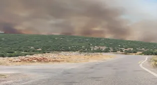 GÜNCELLEME 2 - Gaziantep'te çıkan orman yangını kısmen kontrol altına alındı