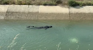 GÜNCELLEME - Adana'da sulama kanalında boğulma tehlikesi geçiren çocuk hastanede öldü