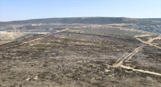 İzmir'de makilik alanda çıkan yangın kontrol altına alındı