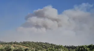 Manisa'nın Ahmetli ilçesinde çıkan orman yangınına müdahale ediliyor