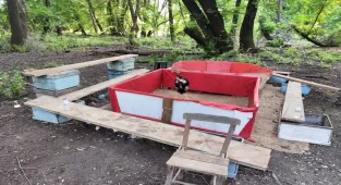 Muğla'da Hayvanları Koruma Derneği Başkanı, bahisli horoz dövüşünde yakalandı