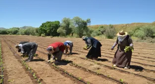 Muş'ta çiftçiler tütün ekimine başladı