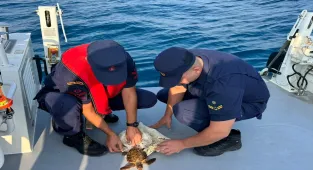 Antalya'da çuvala takılan deniz kaplumbağasını sahil güvenlik kurtardı