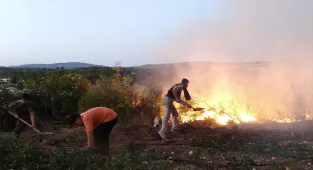 Balıkesir'de tavuk çiftliğinde başlayan yangın ormanlık alana sıçradı
