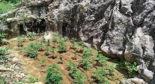 Bingöl'de 843 kök Hint keneviri ele geçirildi