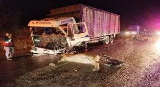 Bolu'da yola çıkan geyiğin neden olduğu kazada 1 kişi öldü, 1 kişi yaralandı