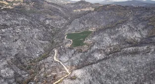 Bursa'da orman yangınının ortasında kalan 48 dönümlük nektarin bahçesi zarar görmedi