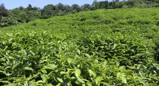 ÇAYKUR'dan üreticilere günlük alım limitlerinin üzerinde aşırı çay hasadı yapılmaması uyarısı 