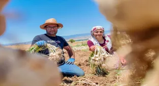 Coğrafi işaretli Taşköprü sarımsağında hasat sürüyor