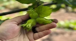 Düzce, AB ülkelerine yılın ilk yarısında 13 bin 461 ton iç fındık ihraç etti