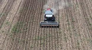 Edirne'de aşırı sıcaklar nedeniyle ayçiçeği hasadı bu yıl erken başladı
