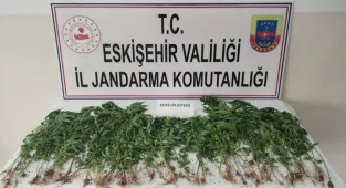 Eskişehir'de 120 kök Hint keneviri ele geçirildi