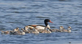 Gaziantep'te türkülere konu olan Suna kuşu yavrularıyla gözlemlendi