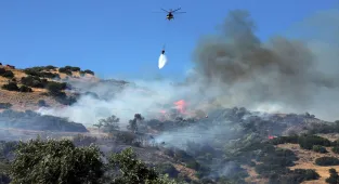 GÜNCELLEME - Aydın'da zeytinlik alanda çıkan yangın kontrol altına alındı