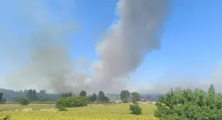 GÜNCELLEME - Edirne'de çıkan orman yangını söndürüldü