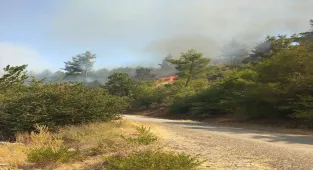 GÜNCELLEME - Muğla'da çıkan orman yangını kontrol altına alındı