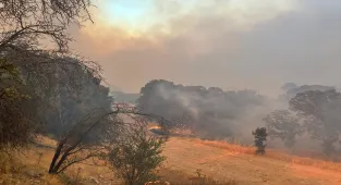 GÜNCELLEME - Uşak'ta çıkan orman yangını büyük ölçüde kontrol altına alındı
