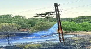 Manisa'da çıkan orman yangını kontrol altına alındı