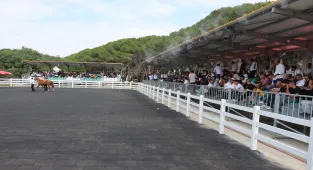 TİGEM 68 tayın satışından 45 milyon 485 bin lira gelir elde etti