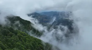 Trabzon'un Hıdırnebi Yaylası sis altındaki güzelliğiyle ziyaretçilerini karşılıyor